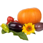 vegetable